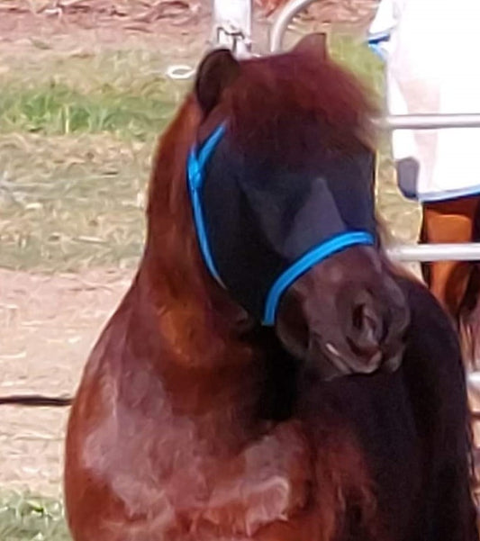 BLACK MESH WITH COLOURED BINDING FLY MASK